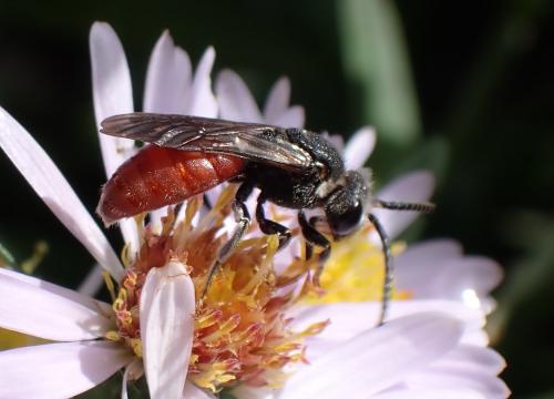 Réf. 291 649 : Sphecodes albilabris